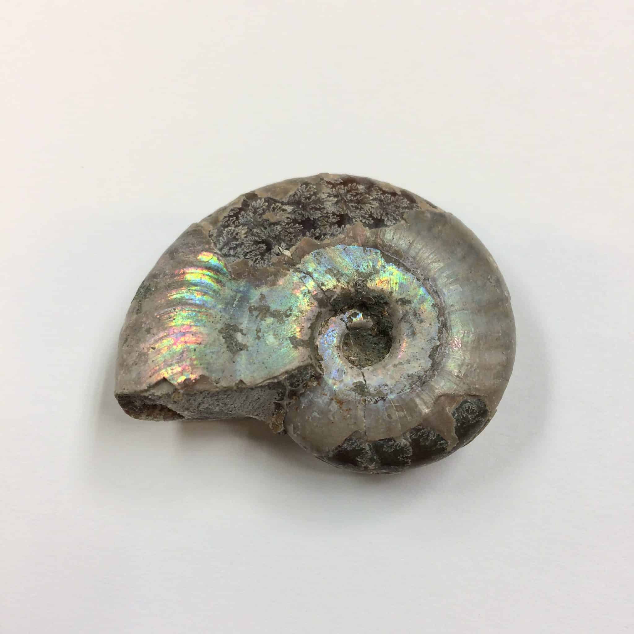 ammonite opalized