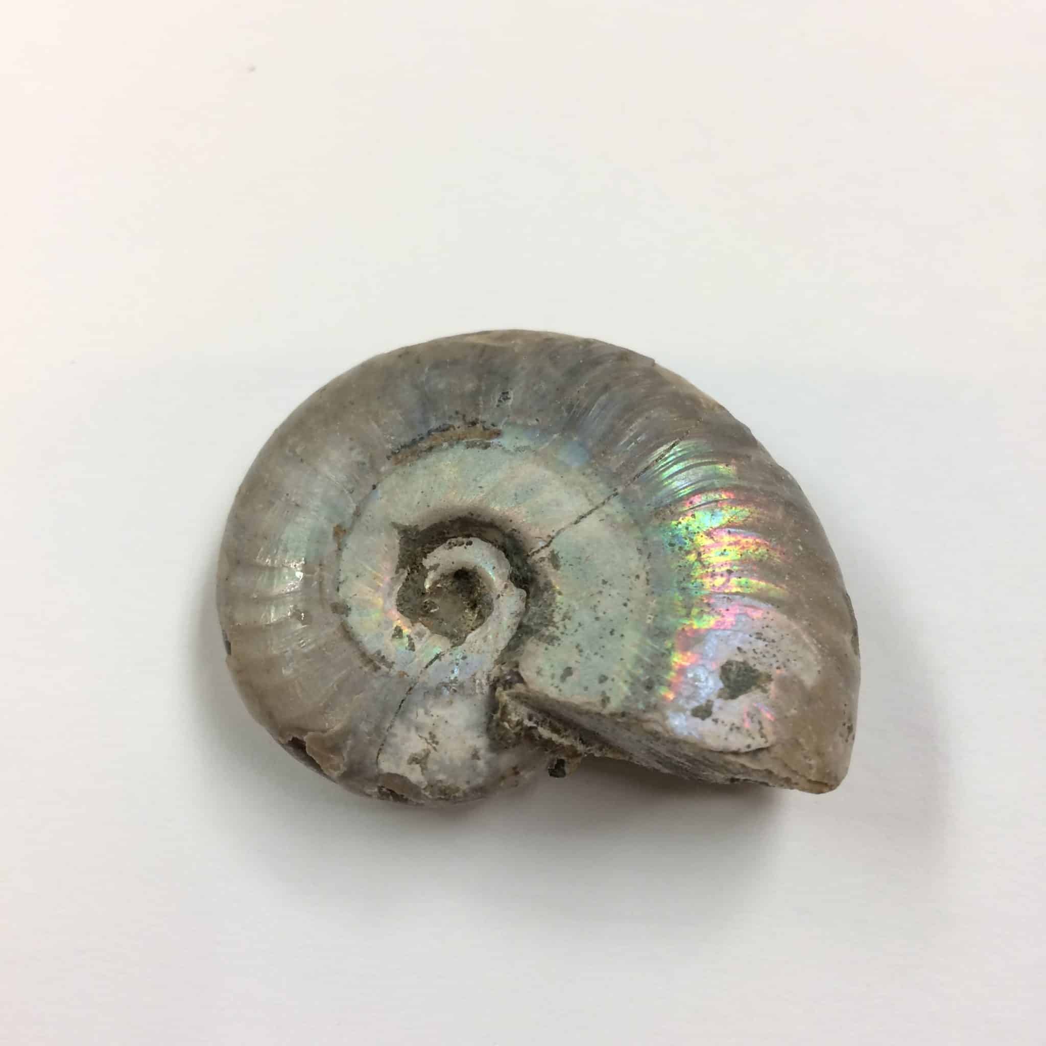 opalized ammonite