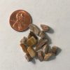 Petrified Wood Gemstone Chip Bottle - Image 2
