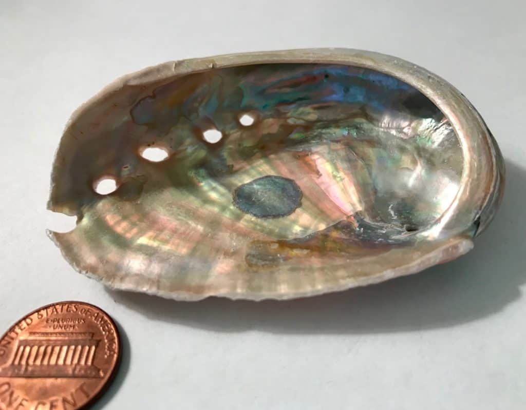 Abalone Shell Small 3″ - Inspirit Crystals