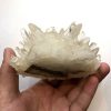 4.5" Self-Healed Clear Quartz Cluster 391g - Image 12